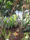 Fazerin kasvihuone ja siellä kaakaopuu