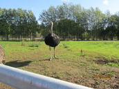 Strutsi Ketolan tilalla 15.9.2023