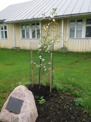 Kirsikkapuu kukkii eka kertaa