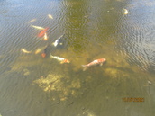 Soltunan ravintolan alueella kalalampi jossa värikkäitä kaloja.
"olikohan meidän kalakeitto tehty omasta tuotannosta"