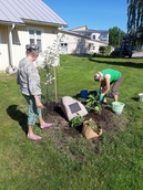 Kuunliljoja istuttamassa Helena ja Merja 11.6.2020