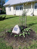 Kuunliljat istutettu 11.6.2020